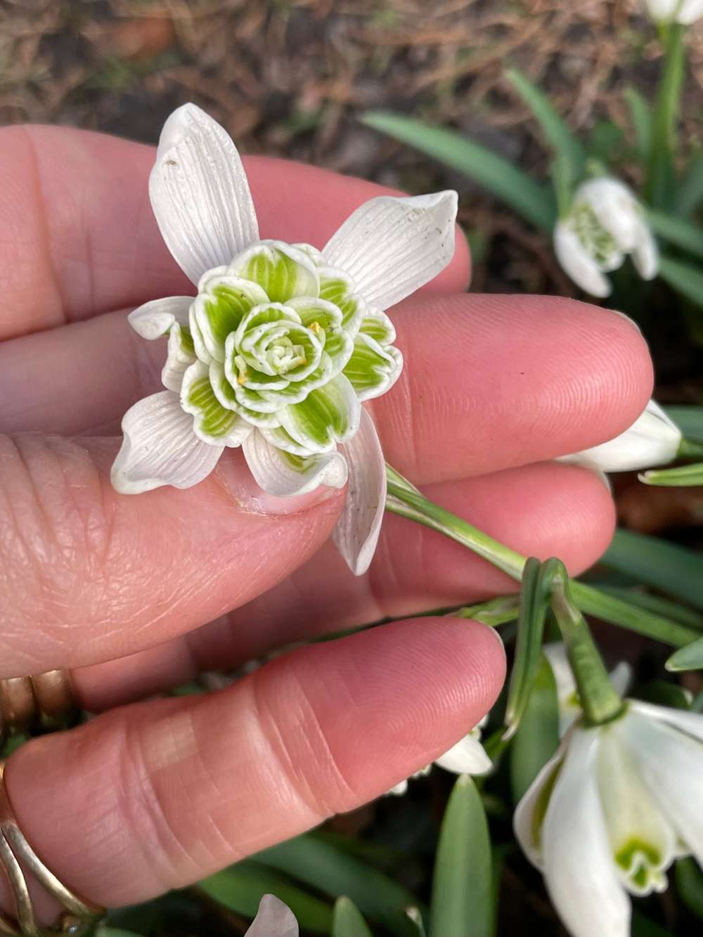 Vintergæk 'Flore Pleno'